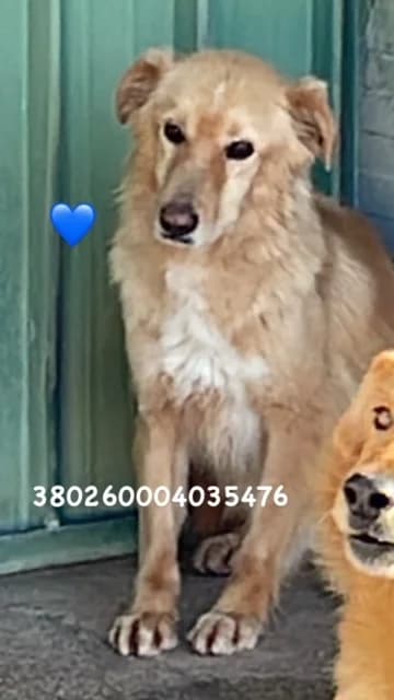 Comune di Pozzuoli, FULVO CHIARO male senior mixed breed for adoption at Canile Re.Ca.No, Giugliano