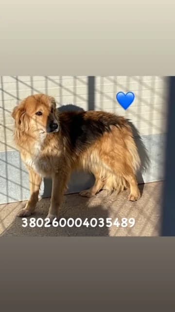 Comune di Pozzuoli, N ERO\FOCATO male senior mixed breed for adoption at Canile Re.Ca.No, Giugliano