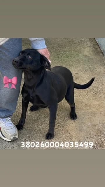 Comune di Pozzuoli, NERO female senior mixed breed for adoption at Canile Re.Ca.No, Giugliano