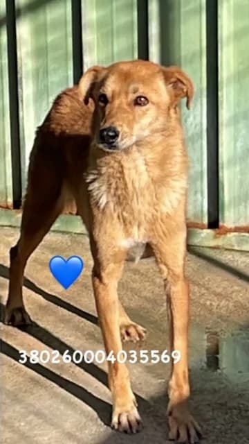 Comune di Pozzuoli, FULVO male senior mixed breed for adoption at Canile Re.Ca.No, Giugliano