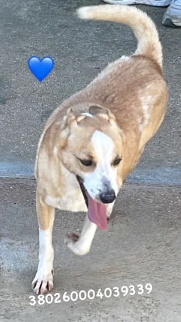 Comune di Pozzuoli, FULVO BIANCO male senior mixed breed for adoption at Canile Re.Ca.No, Giugliano