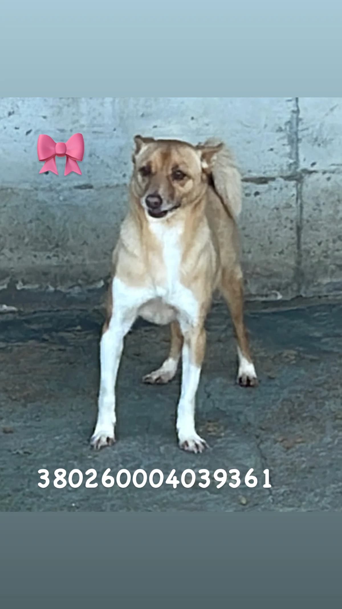 Comune di Pozzuoli, FULVO female senior mixed breed for adoption at Canile Re.Ca.No, Giugliano