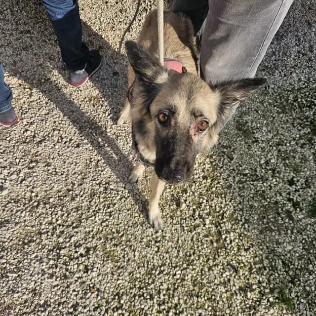 Comune di Pozzuoli, beige female 6yo mixed breed for adoption at Canile Re.Ca.No, Giugliano
