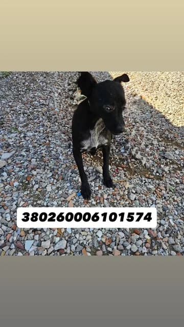TERRY, BIANCO NERO female puppy mixed breed for adoption at Canile Re.Ca.No, Giugliano