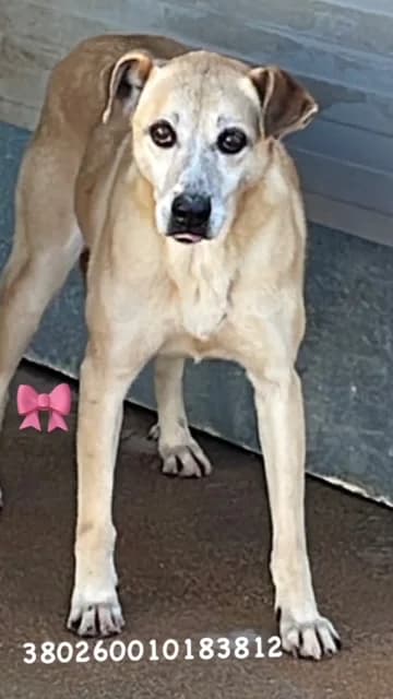 Comune di Pozzuoli, BIANCO FULVO female senior mixed breed for adoption at Canile Re.Ca.No, Giugliano