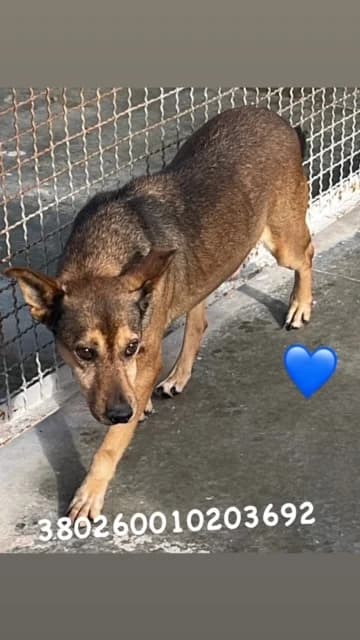 Comune di Pozzuoli, FULVO male senior mixed breed for adoption at Canile Re.Ca.No, Giugliano