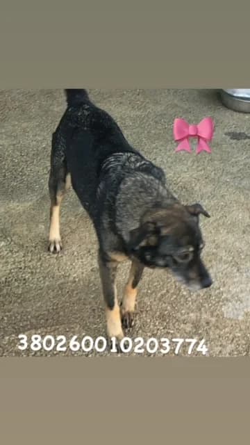 Comune di Pozzuoli, FULVO female senior mixed breed for adoption at Canile Re.Ca.No, Giugliano