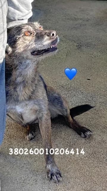 Comune di Pozzuoli, NERO TIGRATO male senior mixed breed for adoption at Canile Re.Ca.No, Giugliano