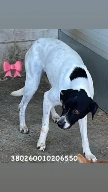 Comune di Pozzuoli, NERO PET BIANCO female senior mixed breed for adoption at Canile Re.Ca.No, Giugliano
