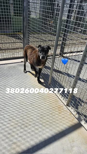 PIPPO, NERO male senior mixed breed for adoption at Canile Re.Ca.No, Giugliano