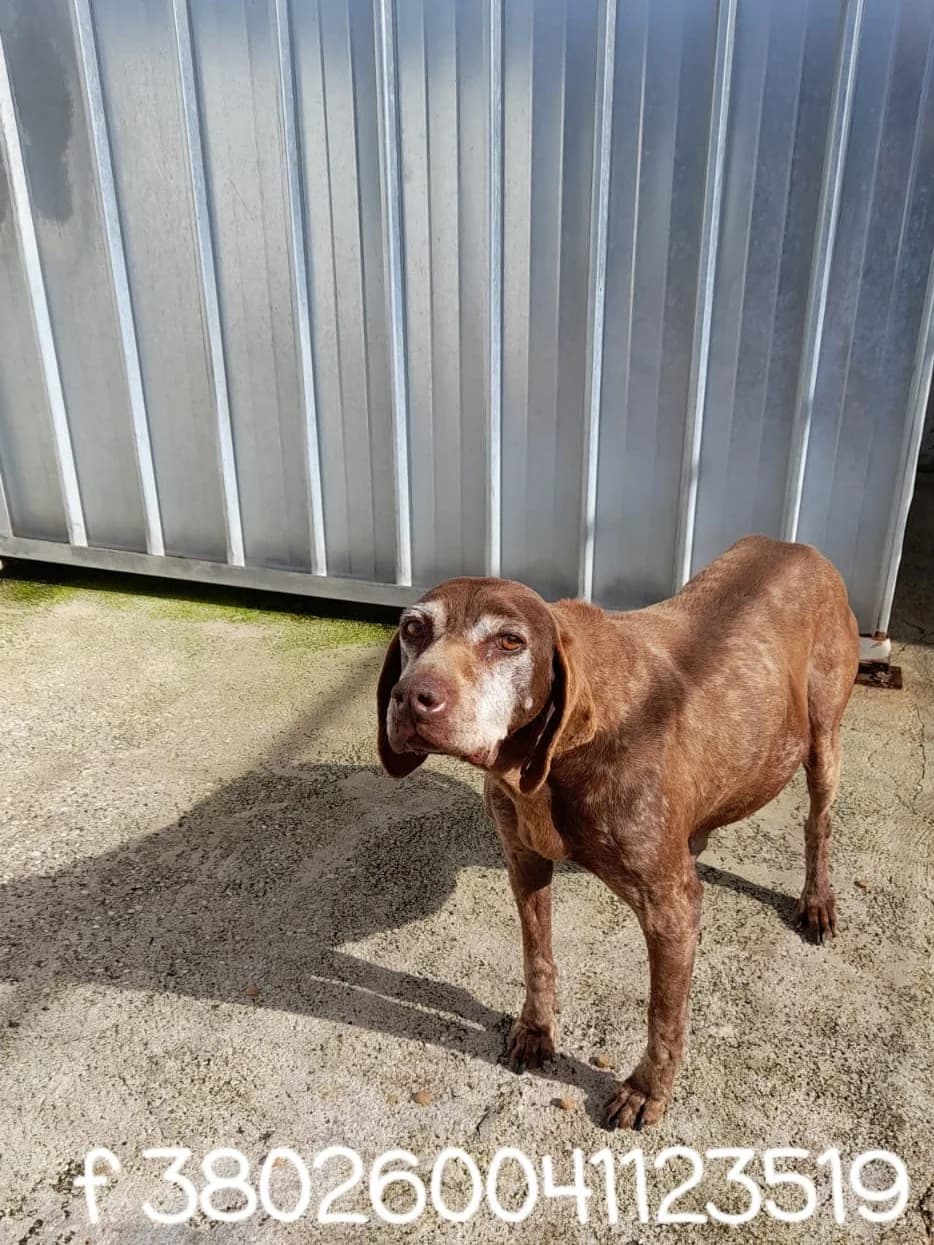 Comune di Marigliano, female mixed breed for adoption at Canile Re.Ca.No, Giugliano