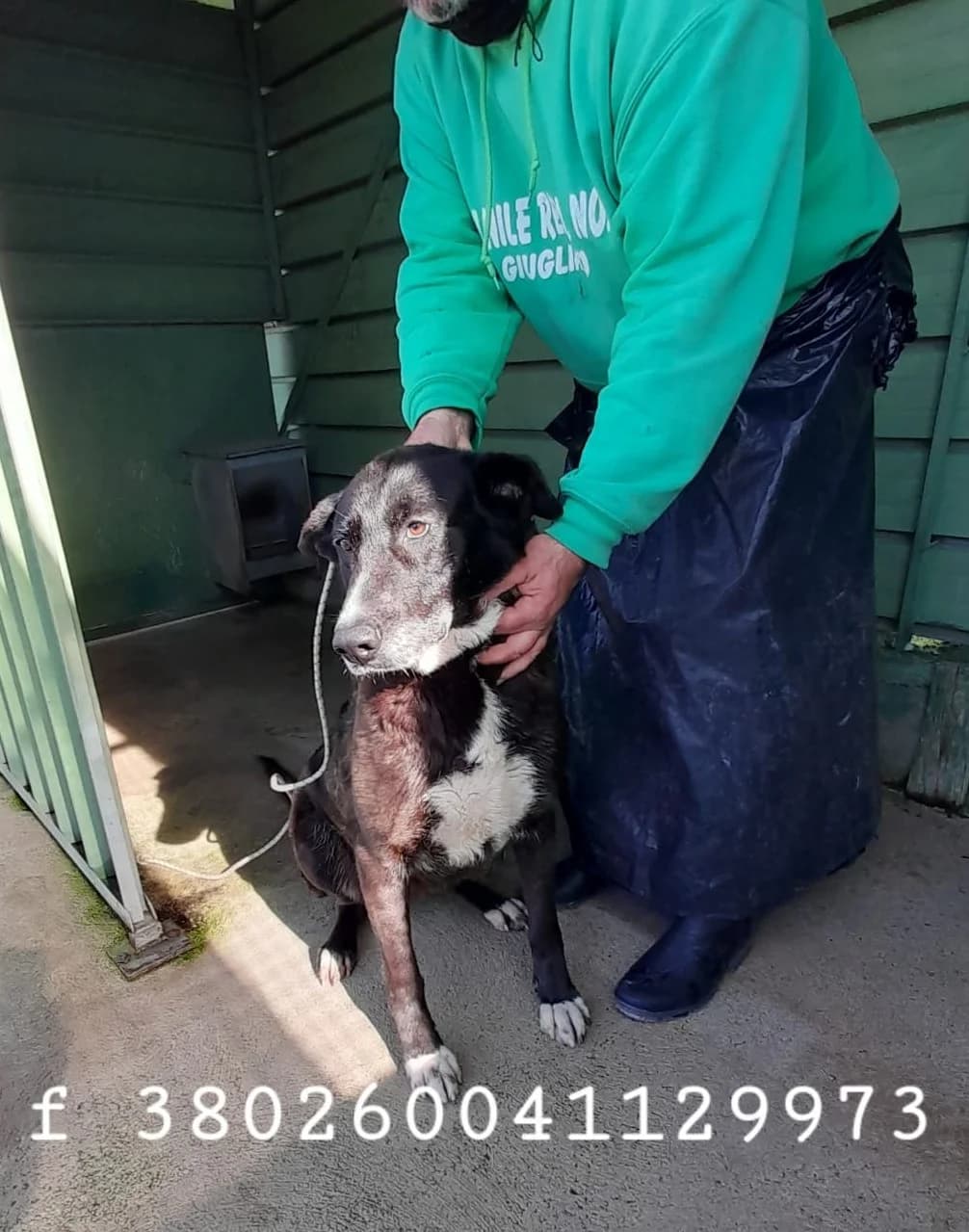 Comune di Marigliano, Nero Focato female senior mixed breed for adoption at Canile Re.Ca.No, Giugliano