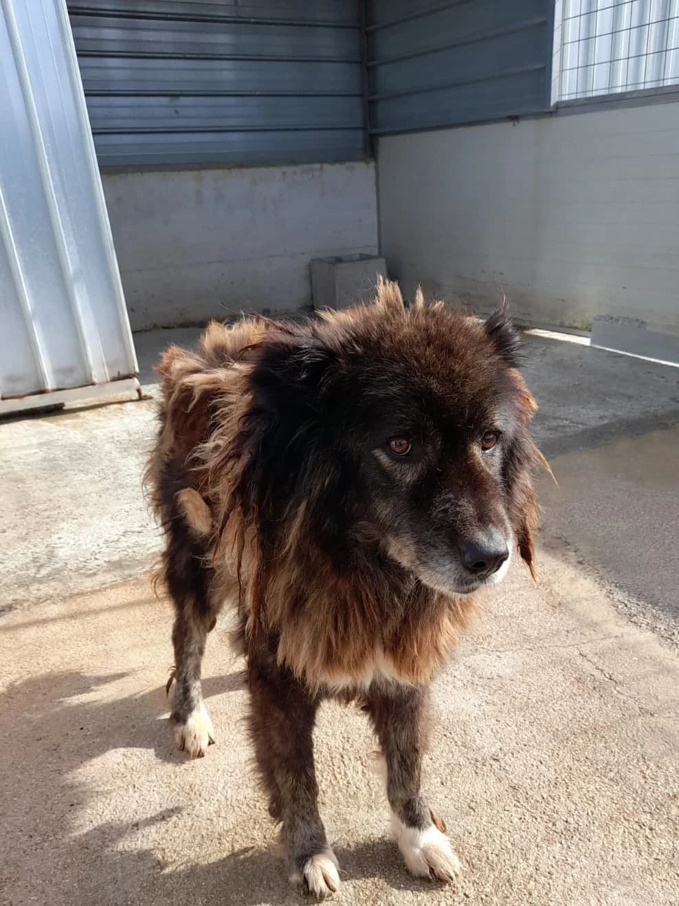 Comune di Marigliano, TIGRATO male senior mixed breed for adoption at Canile Re.Ca.No, Giugliano