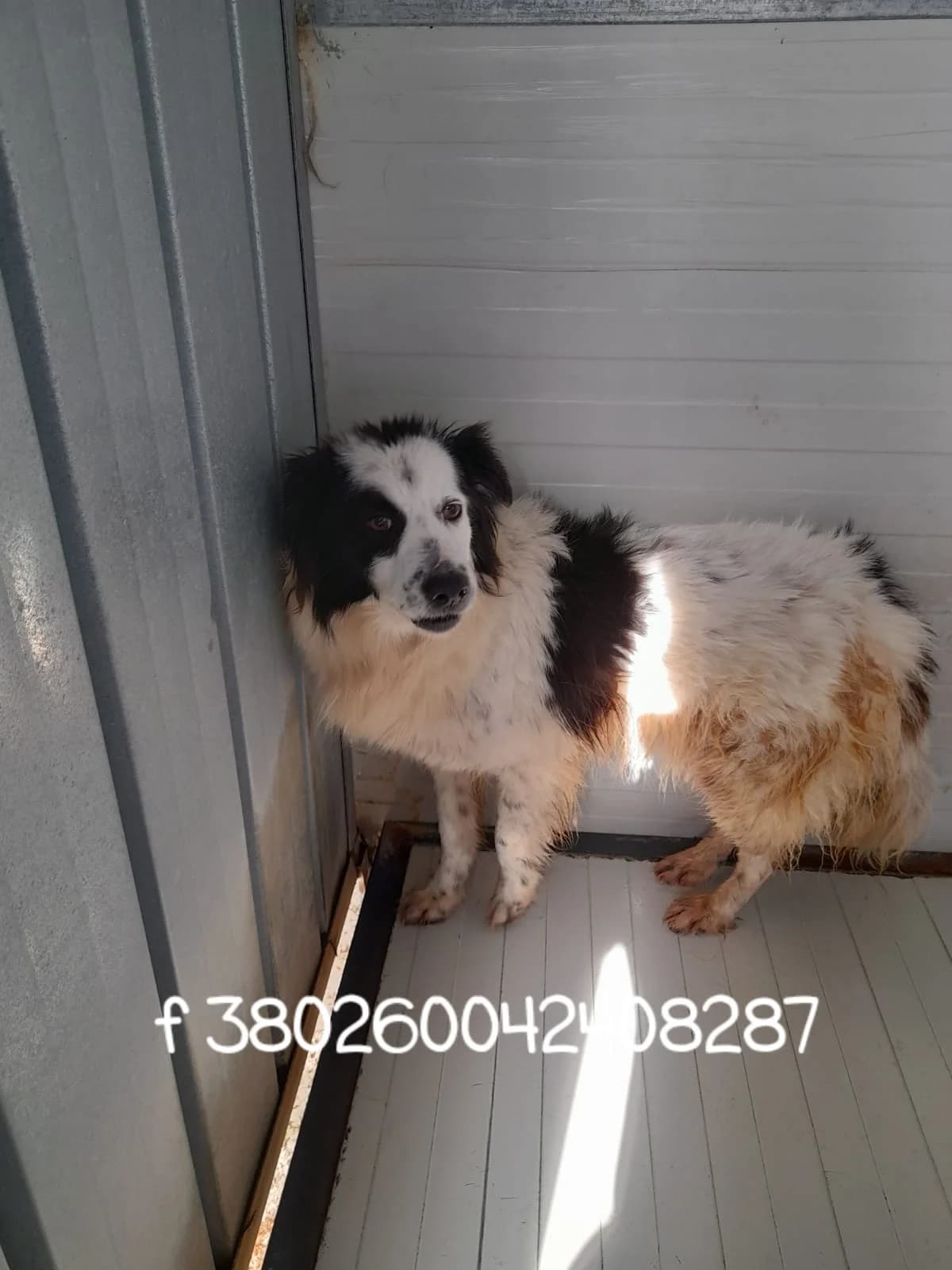 Comune di Marigliano, BIANCO \NERO female senior mixed breed for adoption at Canile Re.Ca.No, Giugliano