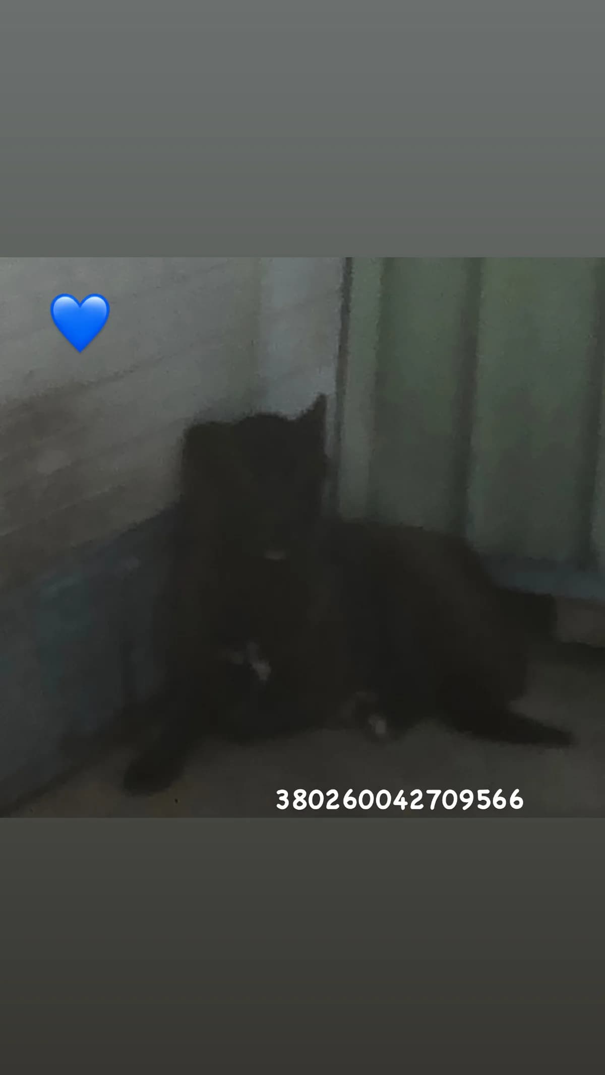 Comune di Pozzuoli, NERO male senior mixed breed for adoption at Canile Re.Ca.No, Giugliano