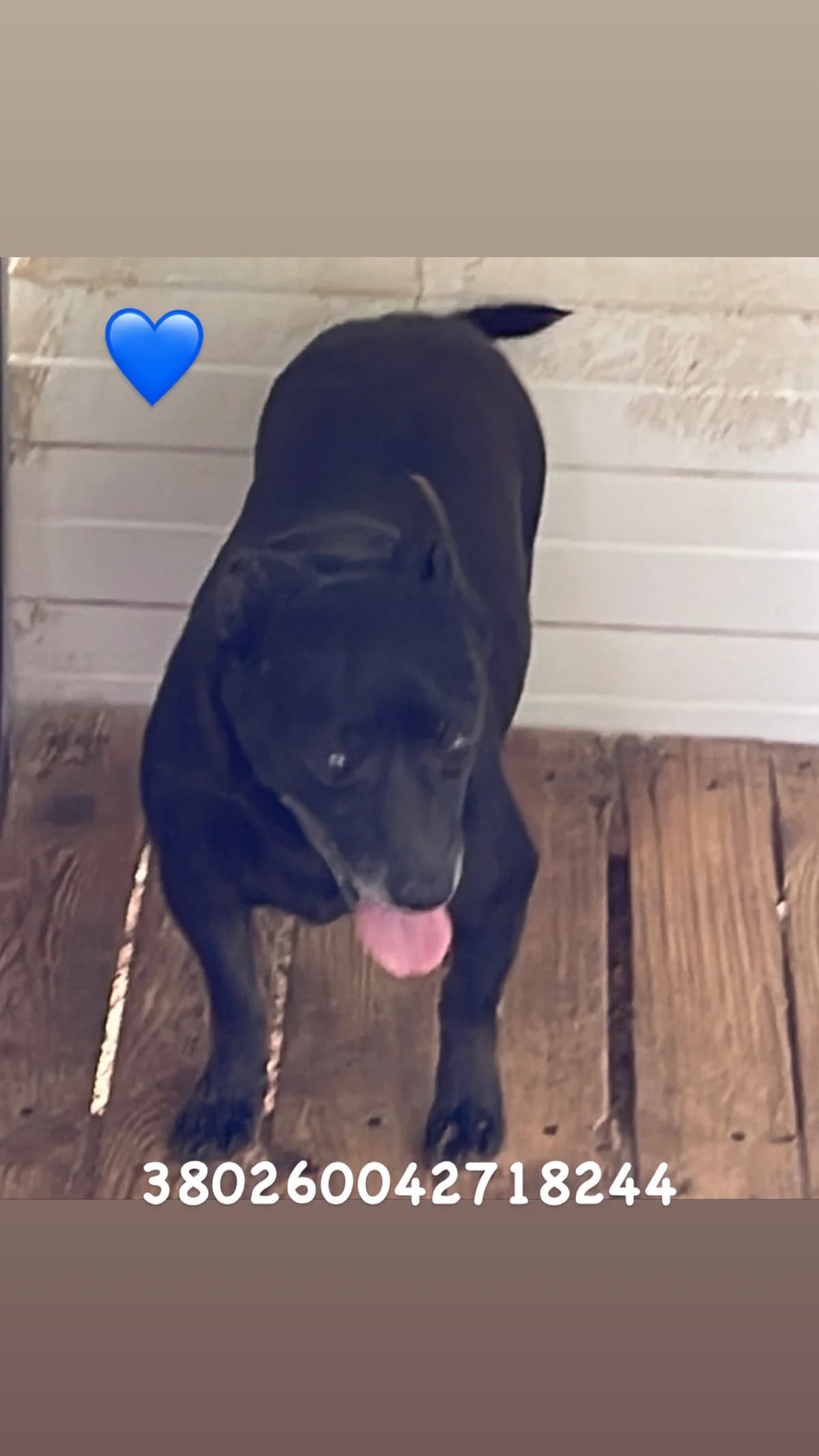Comune di Pozzuoli, NERO male senior mixed breed for adoption at Canile Re.Ca.No, Giugliano