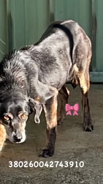 Comune di Pozzuoli, Nero Focato female senior mixed breed for adoption at Canile Re.Ca.No, Giugliano