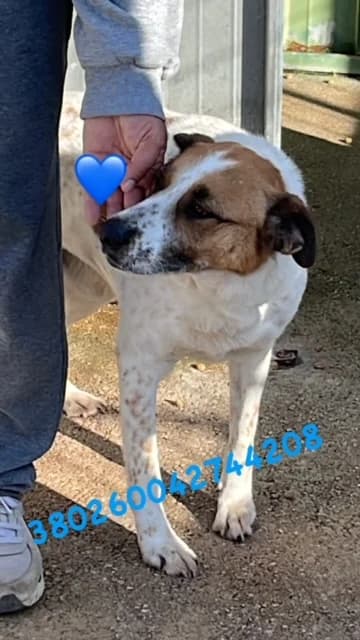Comune di Pozzuoli, TRICOLORE male senior mixed breed for adoption at Canile Re.Ca.No, Giugliano