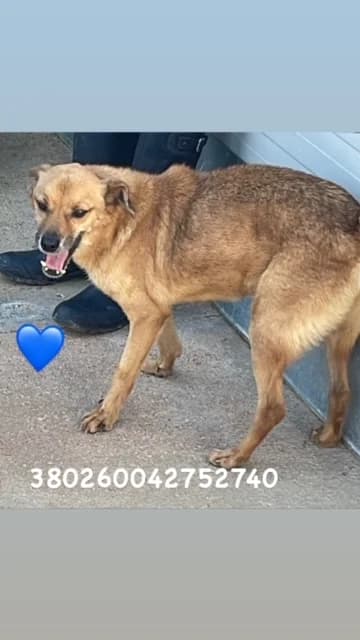 Comune di Pozzuoli, FULVO male senior mixed breed for adoption at Canile Re.Ca.No, Giugliano