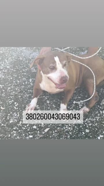 Dog, MARRONE female senior mixed breed for adoption at Canile Re.Ca.No, Giugliano