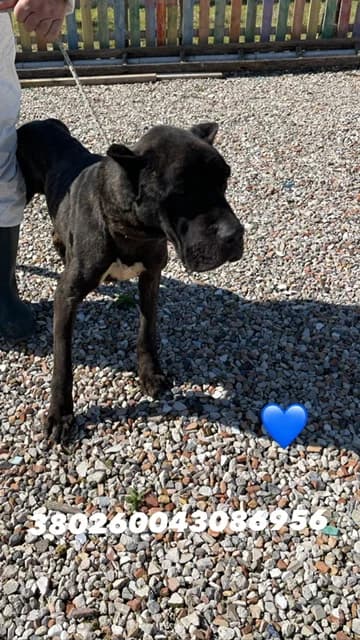 CASTELLAMMARE DI STABIA, GRIGIO TIGRATO male 3yo Cane Corso for adoption at Canile Re.Ca.No, Giugliano