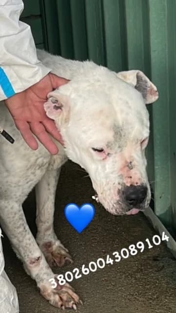 CASTELLO DI CISTERNA, BIANCO NERO male senior Dogo Argentino for adoption at Canile Re.Ca.No, Giugliano