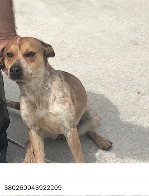 Dog, BIANCO ARANCIO female 6yo mixed breed for adoption at Canile Re.Ca.No, Giugliano