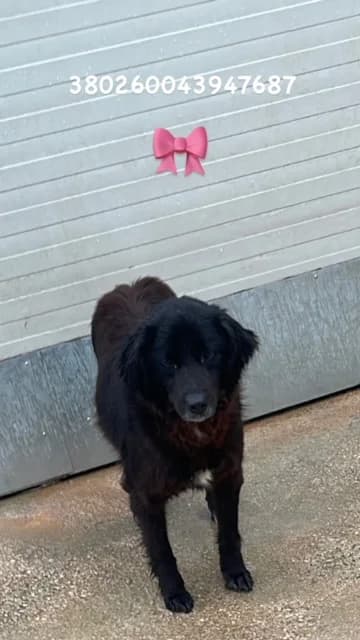 Dog, NERO PETTO BIANCO female 7yo mixed breed for adoption at Canile Re.Ca.No, Giugliano