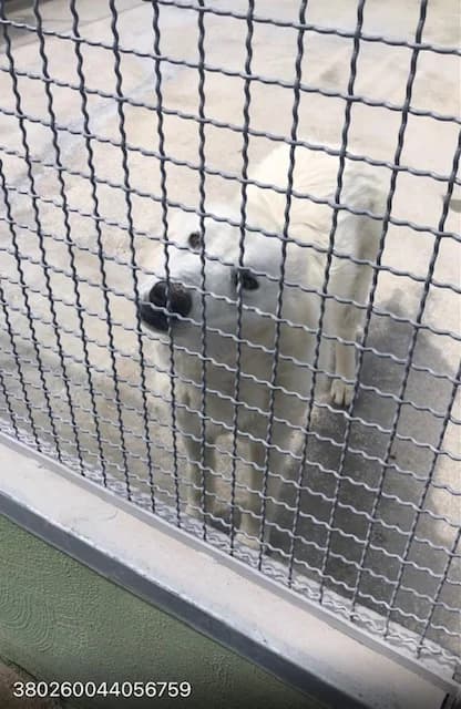 Dog, BIANCO female 6yo mixed breed for adoption at Canile Re.Ca.No, Giugliano