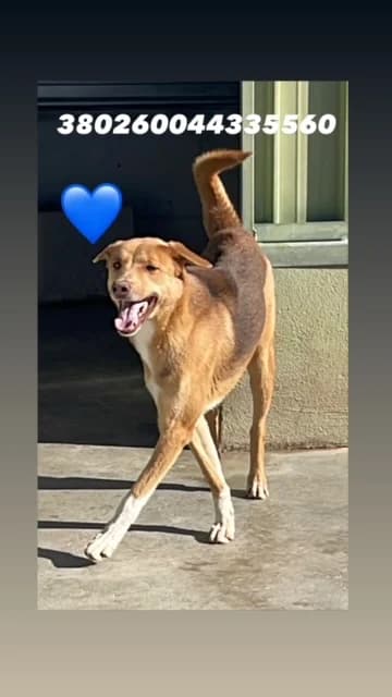 Dog, FULVO male 4yo mixed breed for adoption at Canile Re.Ca.No, Giugliano