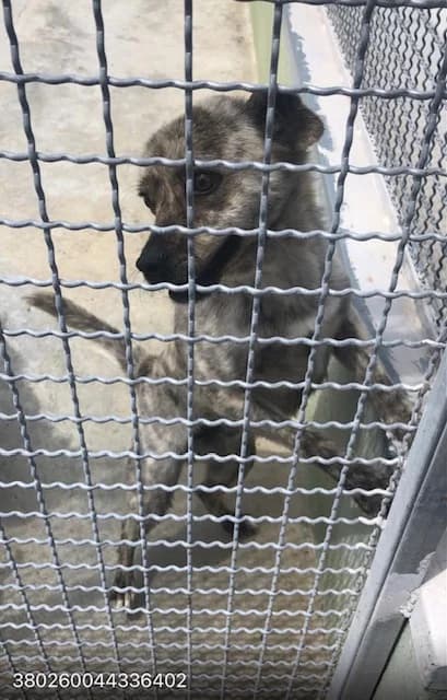 Dog, TIGRATO male 5yo mixed breed for adoption at Canile Re.Ca.No, Giugliano