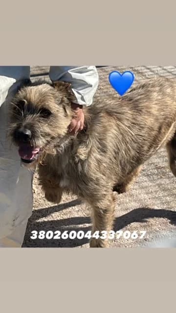 Dog, TIGRATO male 5yo mixed breed for adoption at Canile Re.Ca.No, Giugliano