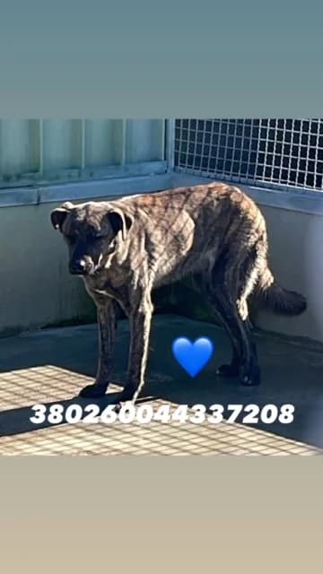 Dog, TIGRATO male 5yo mixed breed for adoption at Canile Re.Ca.No, Giugliano