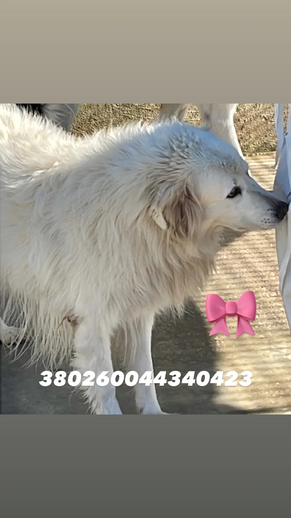 Dog, BIANCO female 5yo mixed breed for adoption at Canile Re.Ca.No, Giugliano