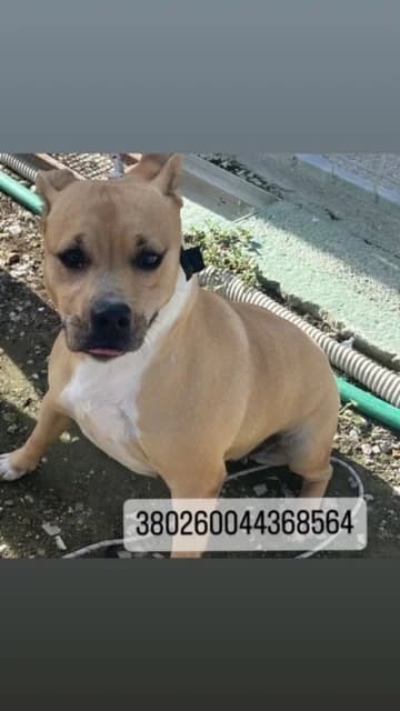 Dog, BIANCO ARANCIO female 6yo mixed breed for adoption at Canile Re.Ca.No, Giugliano