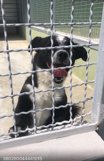 Dog, BIANCO NERO male 5yo mixed breed for adoption at Canile Re.Ca.No, Giugliano