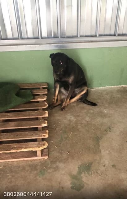 Dog, NERO FOCATO male 5yo mixed breed for adoption at Canile Re.Ca.No, Giugliano