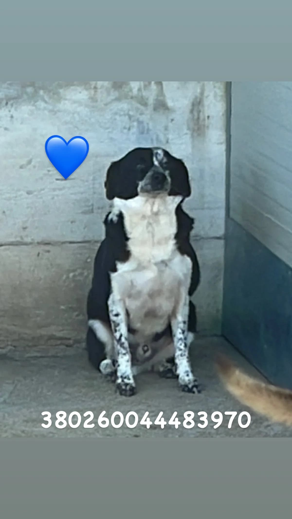 Dog, BIANCO NERO male 7yo mixed breed for adoption at Canile Re.Ca.No, Giugliano