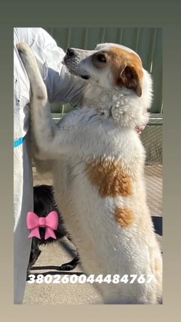 Dog, BIANCO MARRONE female 4yo mixed breed for adoption at Canile Re.Ca.No, Giugliano