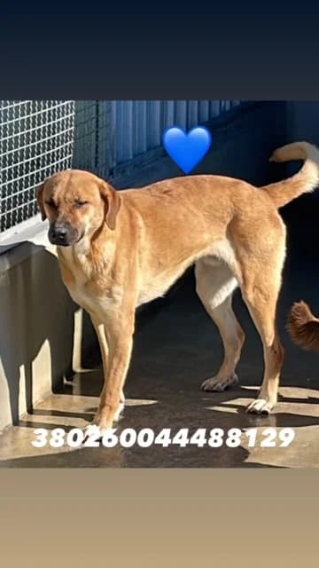 Dog, MARRONE male 5yo mixed breed for adoption at Canile Re.Ca.No, Giugliano