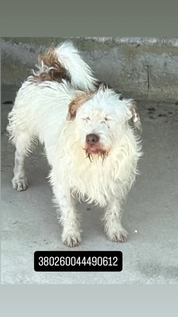Dog, BIANCO MARRONE male 5yo mixed breed for adoption at Canile Re.Ca.No, Giugliano