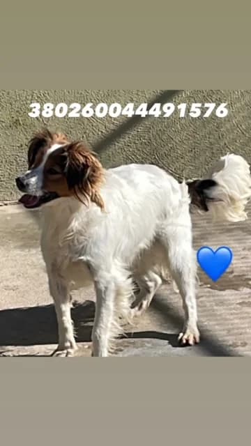 Dog, BIANCO FULVO male 5yo mixed breed for adoption at Canile Re.Ca.No, Giugliano