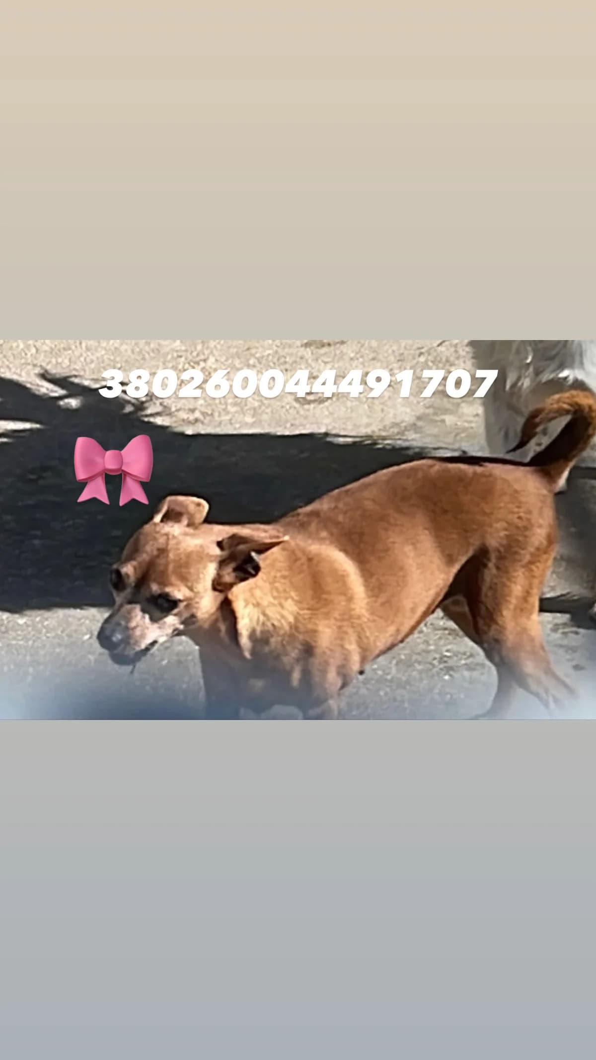 Dog, FULVO female 5yo mixed breed for adoption at Canile Re.Ca.No, Giugliano