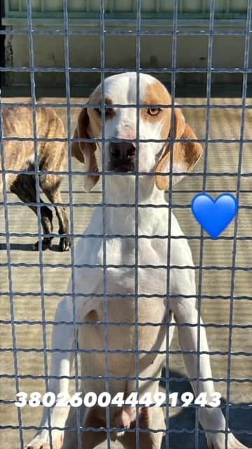 Dog, BIANCO ARANCIO male 5yo mixed breed for adoption at Canile Re.Ca.No, Giugliano