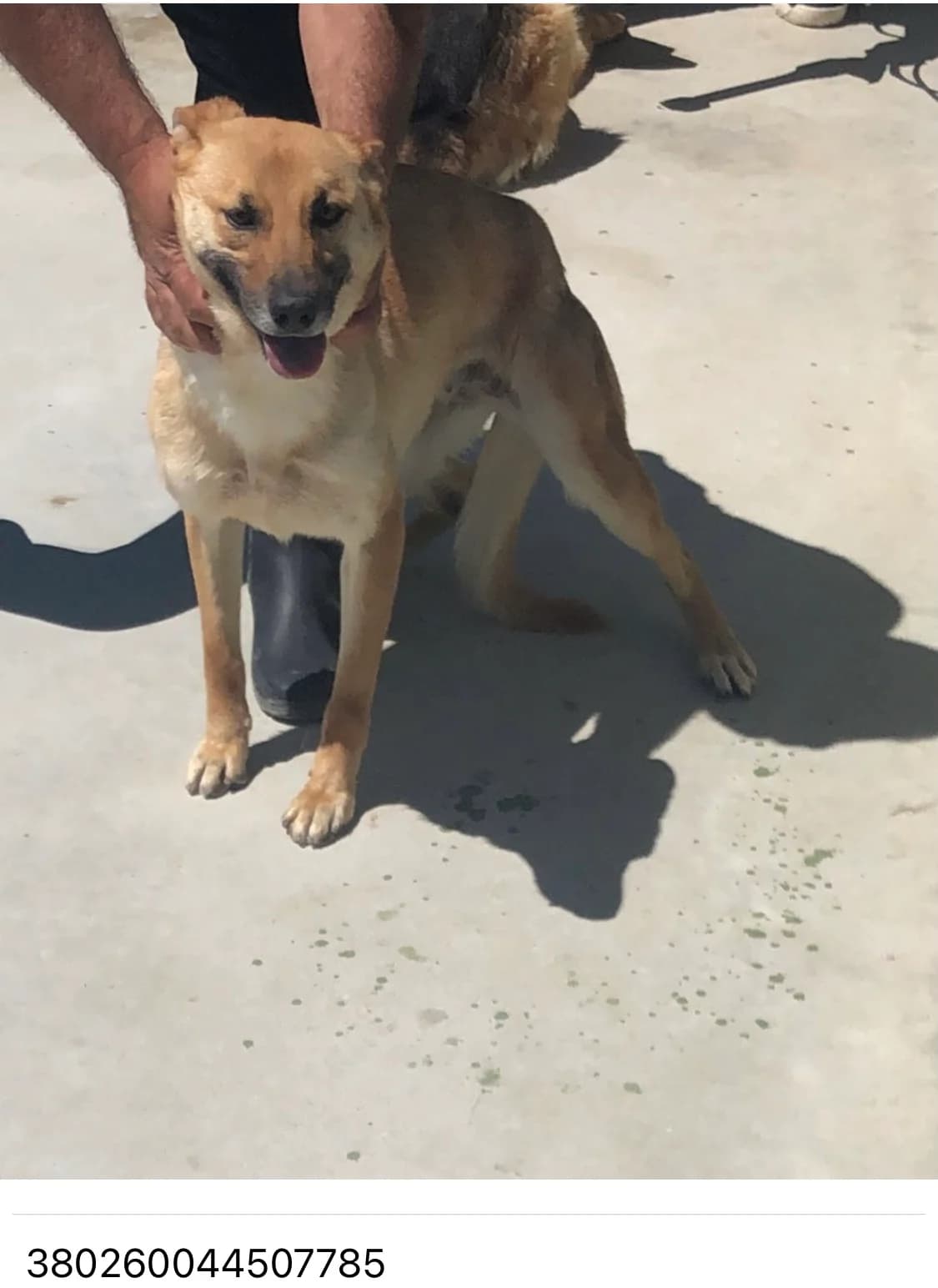 Dog, FULVO female 6yo mixed breed for adoption at Canile Re.Ca.No, Giugliano