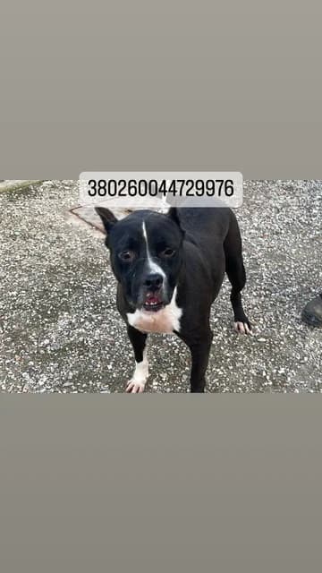 Dog, NERO male senior mixed breed for adoption at Canile Re.Ca.No, Giugliano