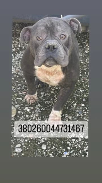 COMUNE DI NAPOLI, GRIGIO BIANCO male senior American Bully for adoption at Canile Re.Ca.No, Giugliano