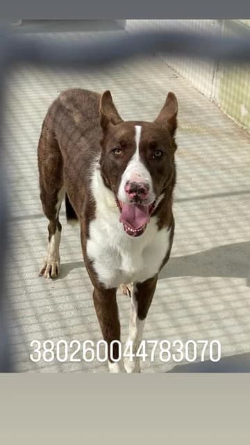 Dog, FULVO male 3yo mixed breed for adoption at Canile Re.Ca.No, Giugliano