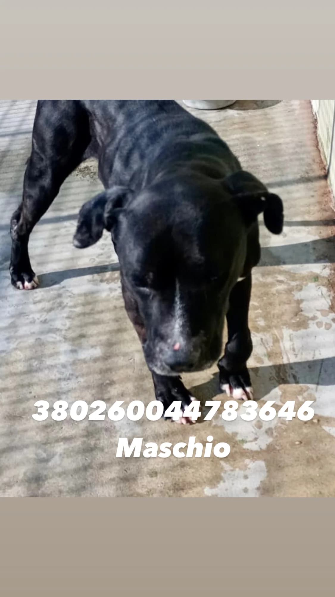 Dog, NERO male 6yo mixed breed for adoption at Canile Re.Ca.No, Giugliano