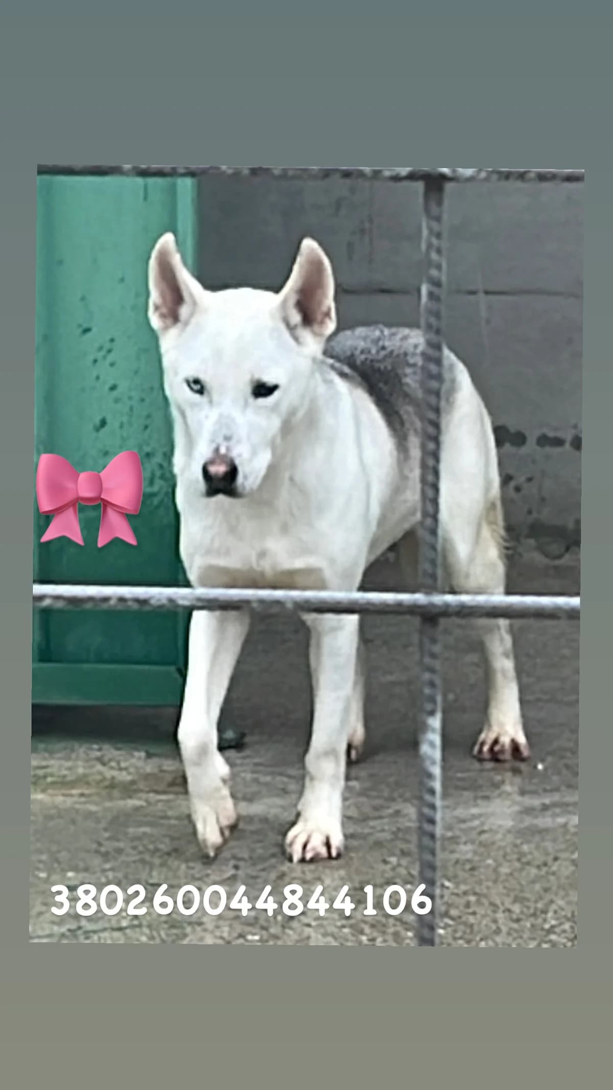 Comune di Quarto, TIGRATO female 4yo Akita for adoption at Canile Re.Ca.No, Giugliano